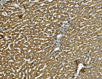 Prohibitin/PHB Rabbit Polyclonal Antibody