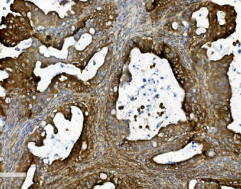 Prohibitin/PHB Rabbit Polyclonal Antibody