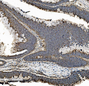 Prohibitin/PHB Rabbit Polyclonal Antibody