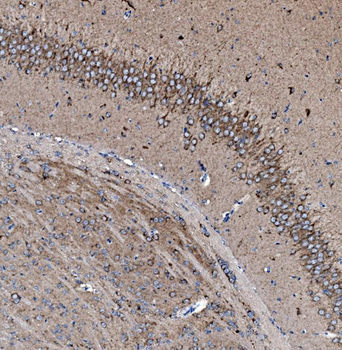 Prohibitin/PHB Rabbit Polyclonal Antibody