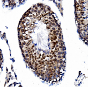 PRDM14 Rabbit Polyclonal Antibody