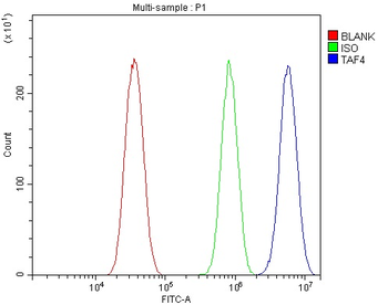 TAF4 Rabbit Polyclonal Antibody