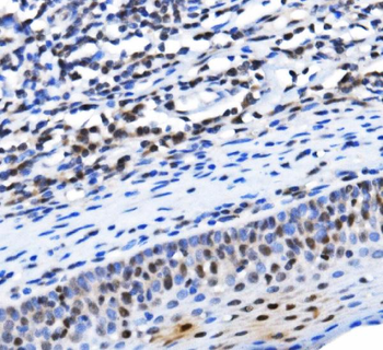 TAF4 Rabbit Polyclonal Antibody