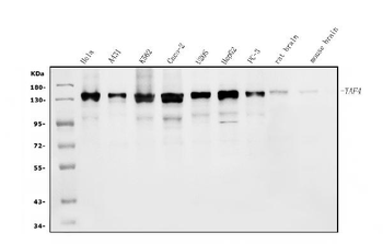 TAF4 Rabbit Polyclonal Antibody