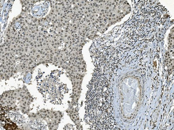 TAF4 Rabbit Polyclonal Antibody