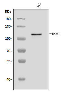 TRIF/TICAM1 Rabbit Polyclonal Antibody