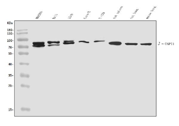 TNIP1 Rabbit Polyclonal Antibody