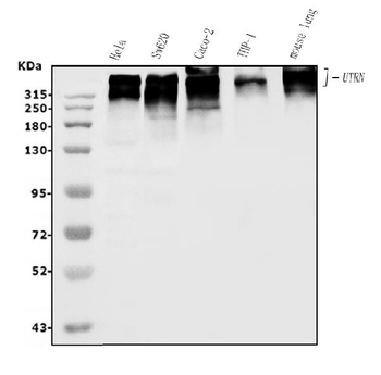 Utrophin/UTRN Rabbit Polyclonal Antibody