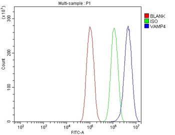 VAMP4 Rabbit Polyclonal Antibody