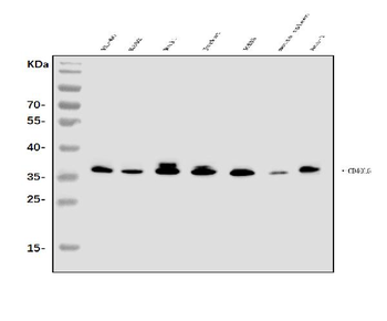 TRAP/CD40L/CD40LG Rabbit Polyclonal Antibody