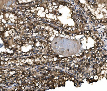 Claudin 3/CLDN3 Rabbit Polyclonal Antibody