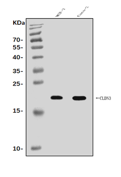 Claudin 3/CLDN3 Rabbit Polyclonal Antibody
