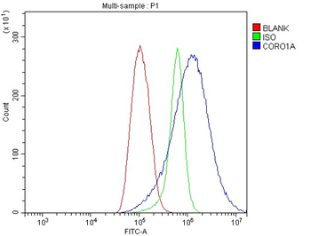Coronin 1a/TACO/CORO1A Rabbit Polyclonal Antibody