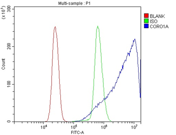 Coronin 1a/TACO/CORO1A Rabbit Polyclonal Antibody
