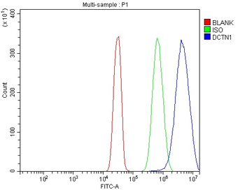 DCTN1/p150-glued Rabbit Polyclonal Antibody