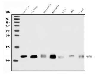 DYNLL1/PIN Rabbit Polyclonal Antibody