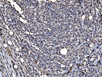 DYNLL1/PIN Rabbit Polyclonal Antibody