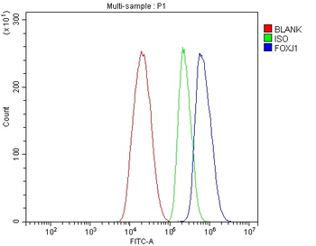 FOXJ1 Rabbit Polyclonal Antibody