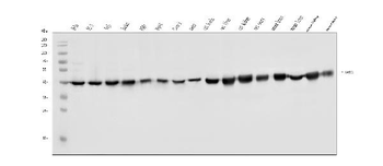 FABP-1/GOT2/FABP Rabbit Polyclonal Antibody