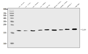 IL1RA/Il1rn Rabbit Polyclonal Antibody