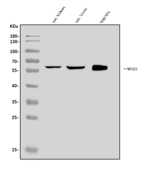 Milk Fat Globule 1/Mfge8 Rabbit Polyclonal Antibody