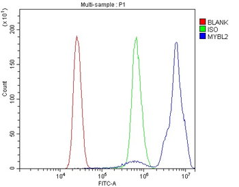 B MyB/MYBL2 Rabbit Polyclonal Antibody