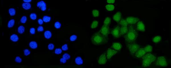 B MyB/MYBL2 Rabbit Polyclonal Antibody