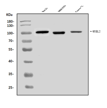 B MyB/MYBL2 Rabbit Polyclonal Antibody