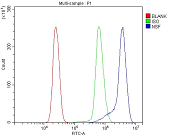 NSF Rabbit Polyclonal Antibody