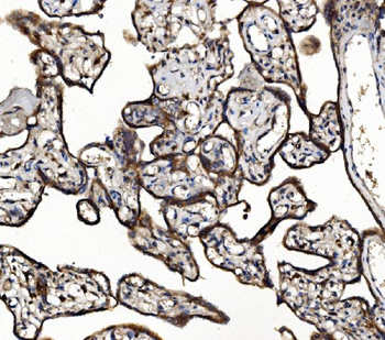 NSF Rabbit Polyclonal Antibody