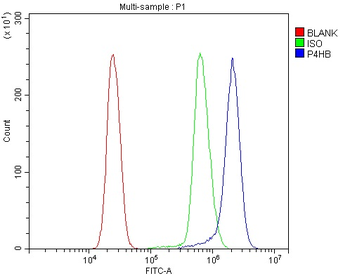 P4HB Rabbit Polyclonal Antibody