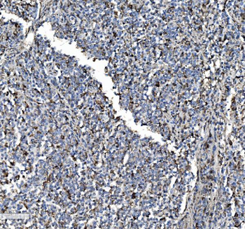 P4HB Rabbit Polyclonal Antibody