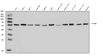 P4HB Rabbit Polyclonal Antibody
