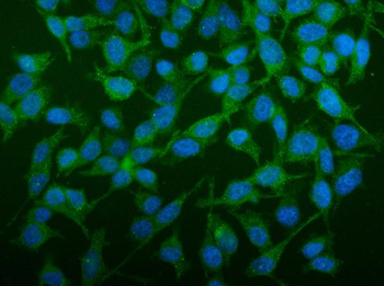 SEC14L3/TAP2 Rabbit Polyclonal Antibody