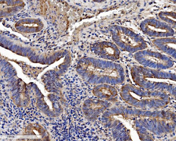 SEC14L3/TAP2 Rabbit Polyclonal Antibody