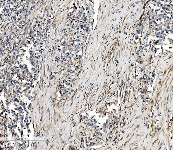 SEC14L3/TAP2 Rabbit Polyclonal Antibody