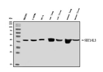 SEC14L3/TAP2 Rabbit Polyclonal Antibody