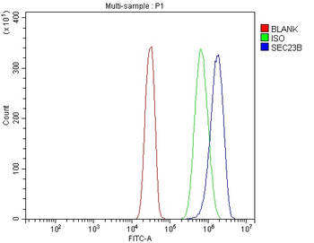 SEC23B Rabbit Polyclonal Antibody