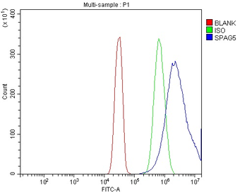 Astrin/Deepest/SPAG5 Rabbit Polyclonal Antibody