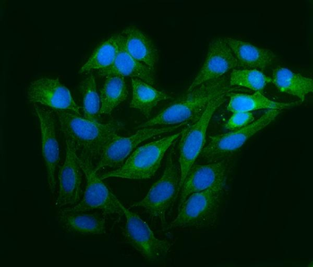 Astrin/Deepest/SPAG5 Rabbit Polyclonal Antibody