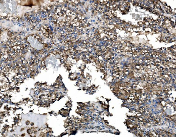 Astrin/Deepest/SPAG5 Rabbit Polyclonal Antibody