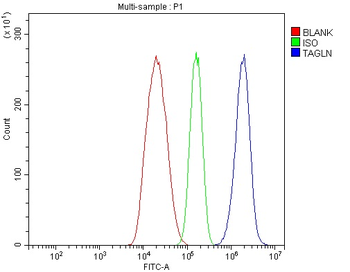 TAGLN/Transgelin Rabbit Polyclonal Antibody