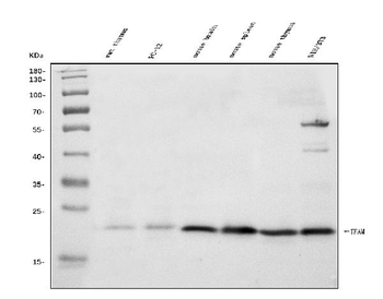 mtTFA/Tfam Rabbit Polyclonal Antibody