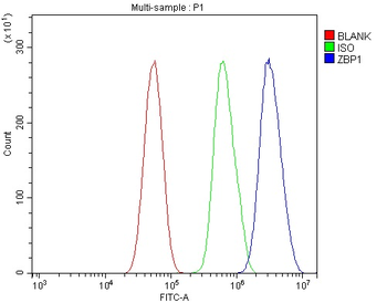 DAI/ZBP1 Rabbit Polyclonal Antibody