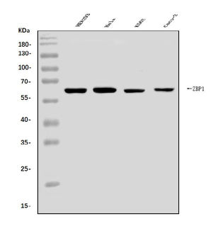 DAI/ZBP1 Rabbit Polyclonal Antibody