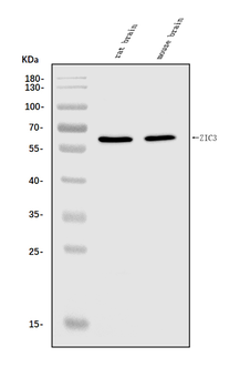 ZIC3 Rabbit Polyclonal Antibody