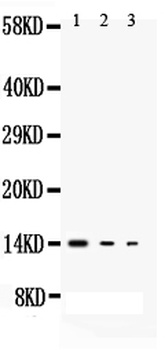 Interleukin-3 IL3 Rabbit Polyclonal Antibody