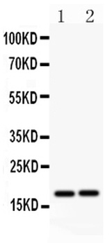 Caspase-8/CASP8 Rabbit Polyclonal Antibody