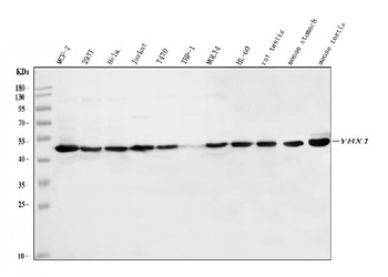YB1/YBX1 Rabbit Polyclonal Antibody