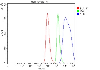 YB1/YBX1 Rabbit Polyclonal Antibody